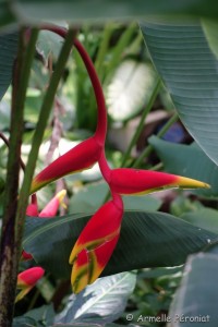 Guadeloupe Août 2015-02667  